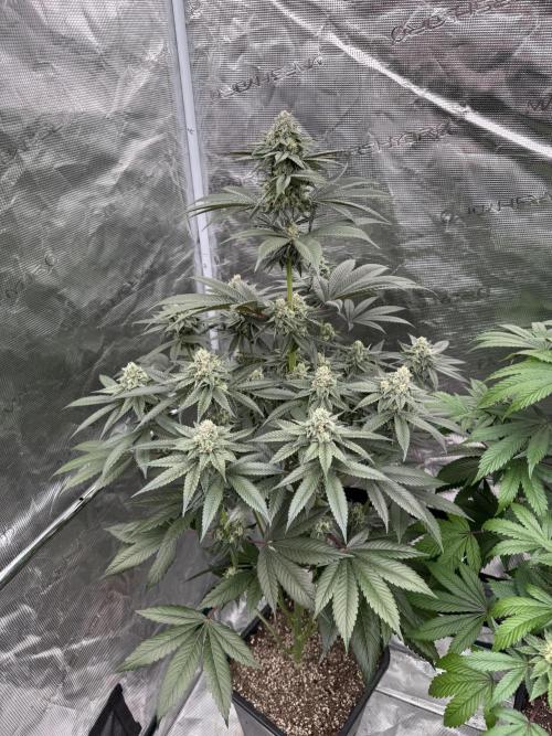 Gas Station ⛽️. Week 12
