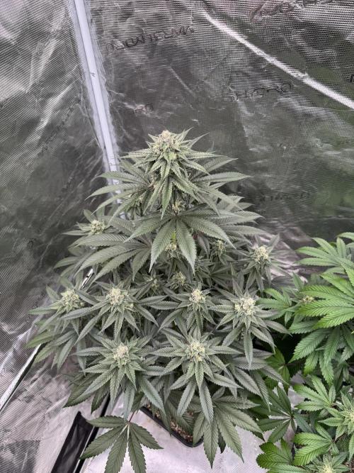 Gas Station ⛽️. Week 12