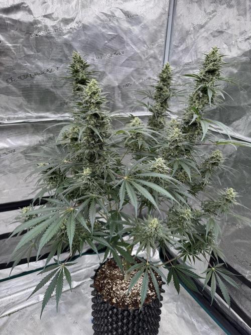 Sherbet Season 🌈. Week 12