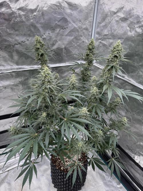 Sherbet Season 🌈. Week 12