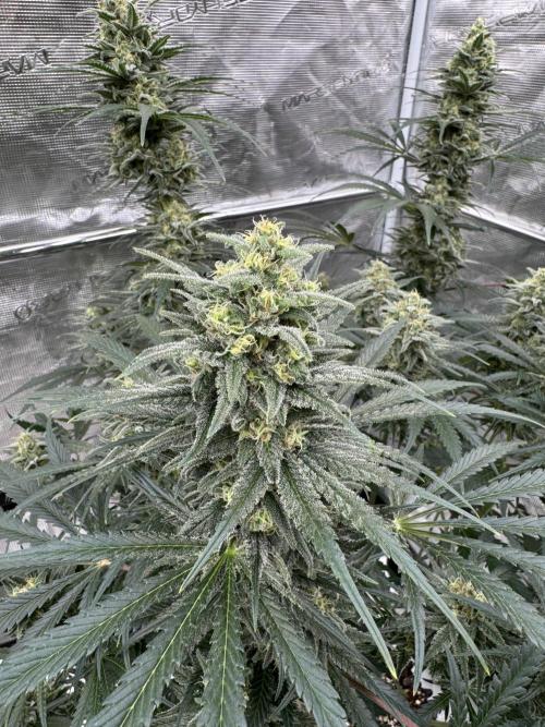 Sherbet Season 🌈. Week 12