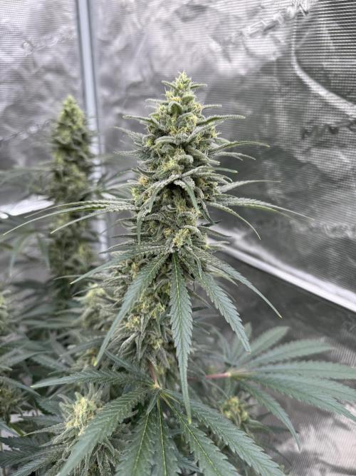 Sherbet Season 🌈. Week 12