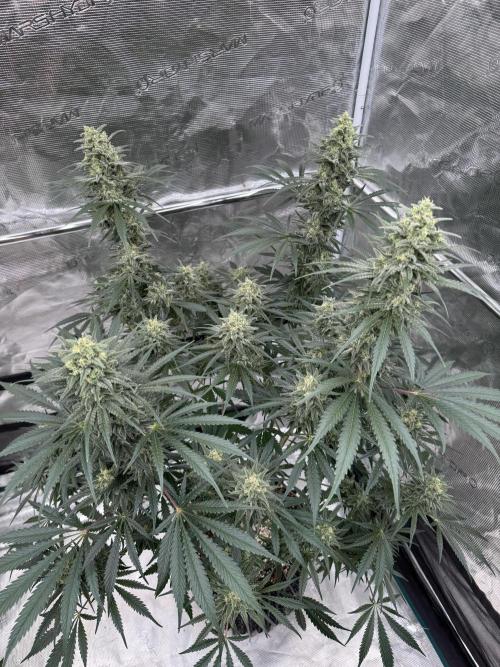 Sherbet Season 🌈. Week 12