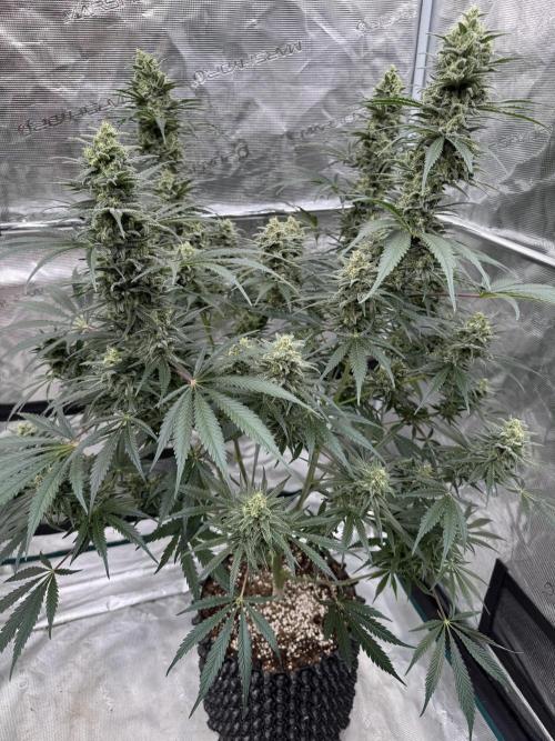 Sherbet Season 🌈. Week 12