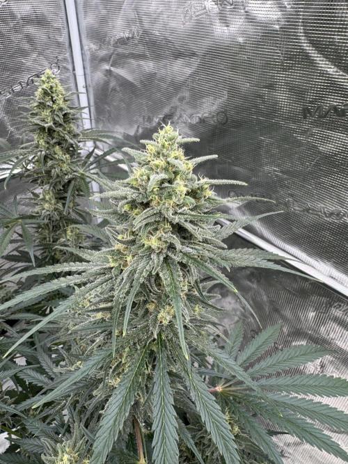 Sherbet Season 🌈. Week 12