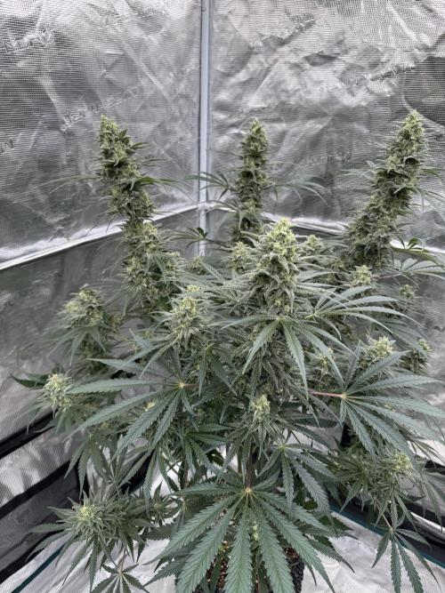 Sherbet Season 🌈. Week 12