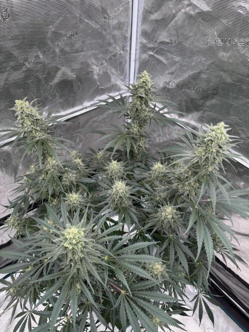 Sherbet Season 🌈. Week 12