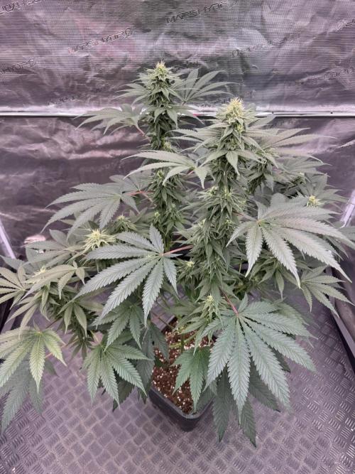 Old School 😶‍🌫️. Week 12