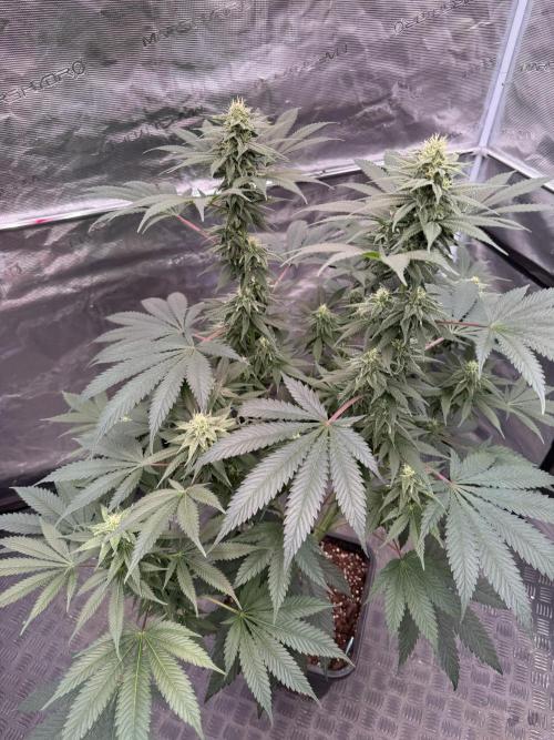 Old School 😶‍🌫️. Week 12