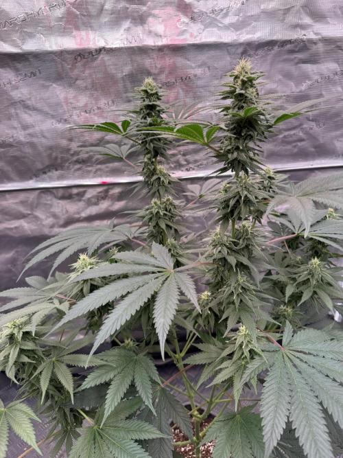 Old School 😶‍🌫️. Week 12