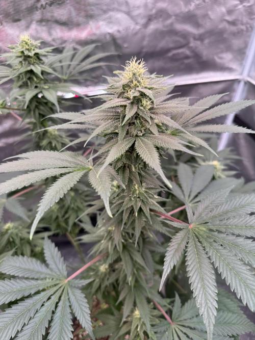 Old School 😶‍🌫️. Week 12