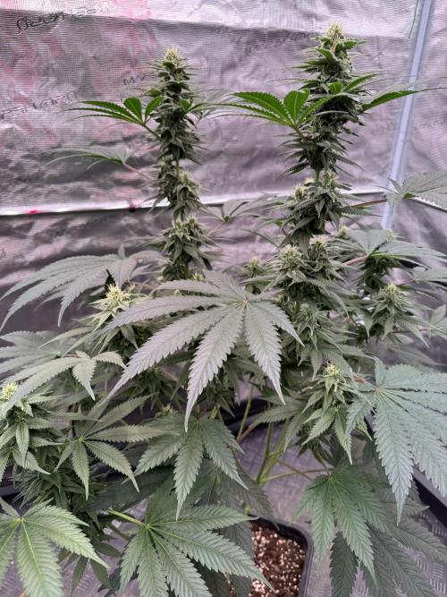 Old School 😶‍🌫️. Week 12