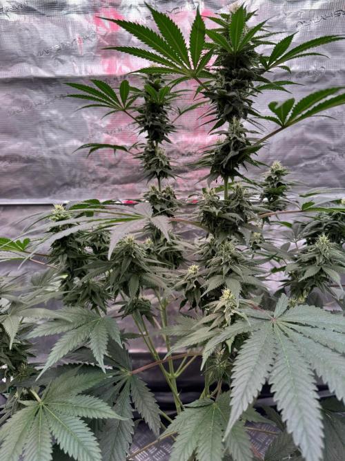 Old School 😶‍🌫️. Week 12