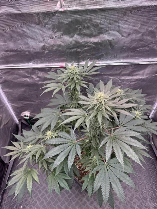 Old School 😶‍🌫️. Week 12
