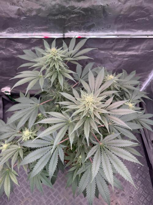 Old School 😶‍🌫️. Week 12