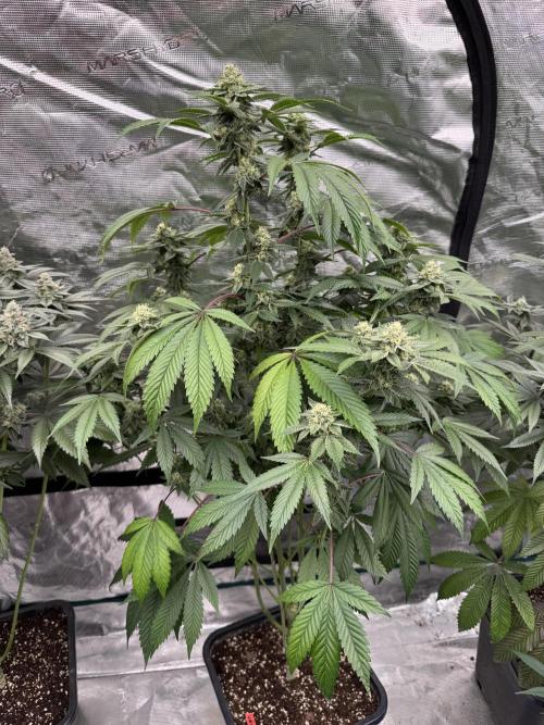Acai x Black Cherry Funk. Week 13