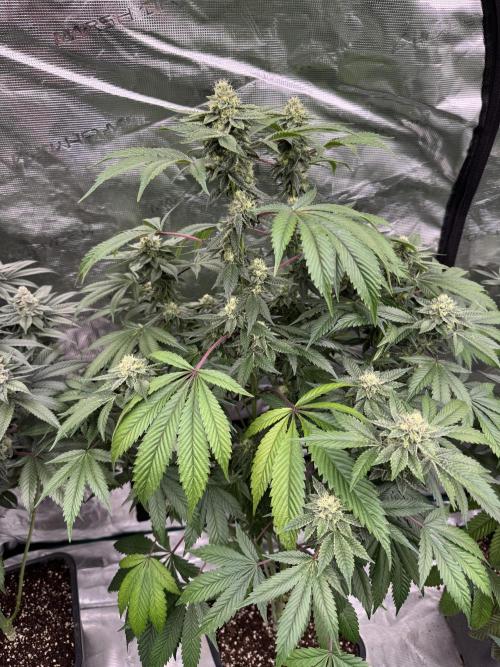Acai x Black Cherry Funk. Week 13