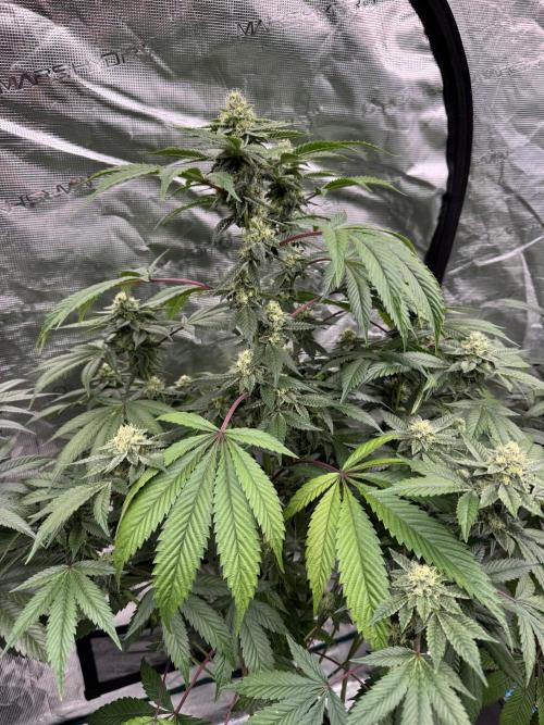 Acai x Black Cherry Funk. Week 13