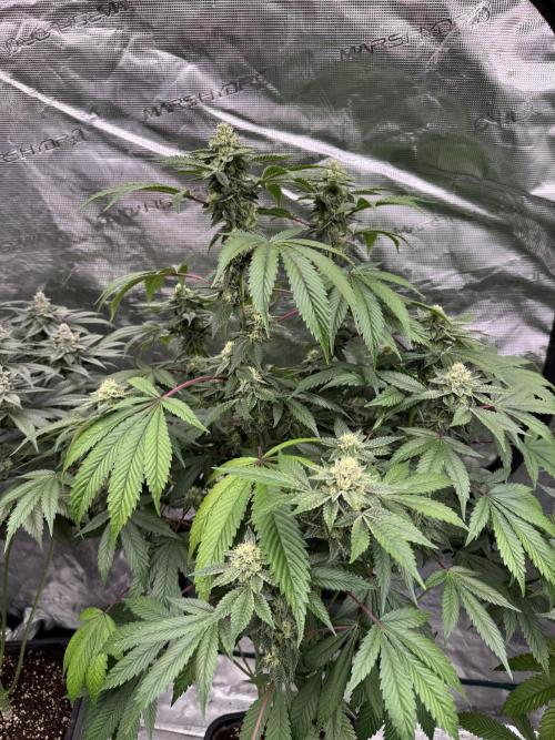 Acai x Black Cherry Funk. Week 13