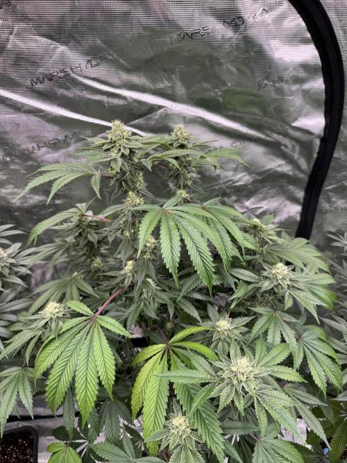 Acai x Black Cherry Funk. Week 13
