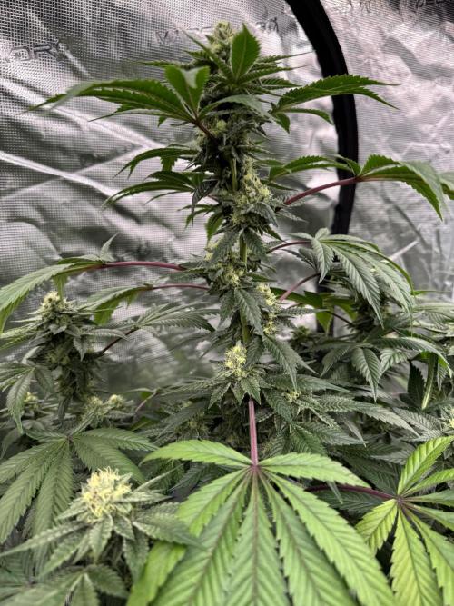 Acai x Black Cherry Funk. Week 13