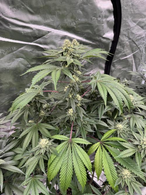 Black Cherry Gushers. Week 13