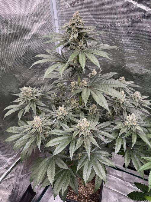 Gas Station ⛽️. Week 13