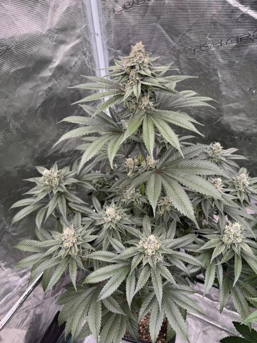 Gas Station ⛽️. Week 13