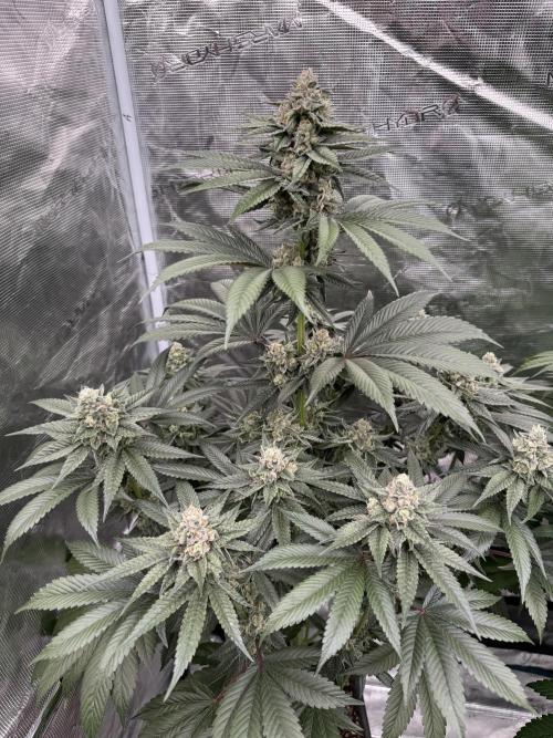 Gas Station ⛽️. Week 13