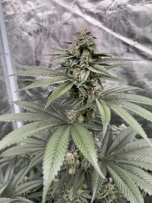 Gas Station ⛽️. Week 13