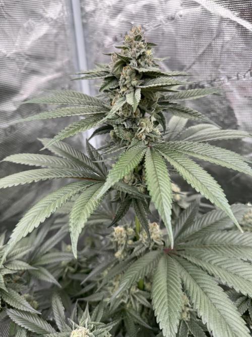 Gas Station ⛽️. Week 13