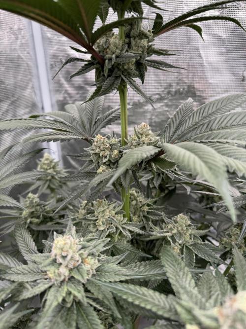 Gas Station ⛽️. Week 13