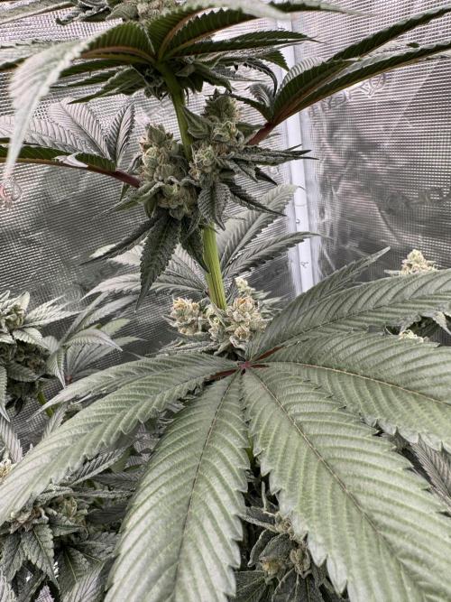 Gas Station ⛽️. Week 13