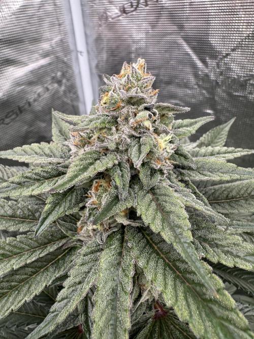 Gas Station ⛽️. Week 13