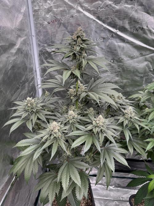 Gas Station ⛽️. Week 13