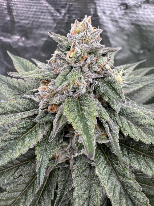 Gas Station ⛽️. Week 13