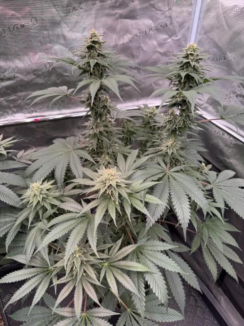 Old School 😶‍🌫️. Week 13