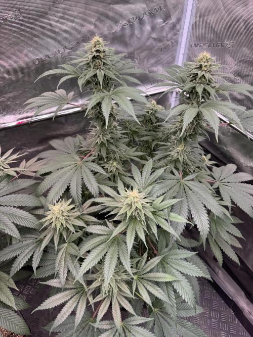 Old School 😶‍🌫️. Week 13