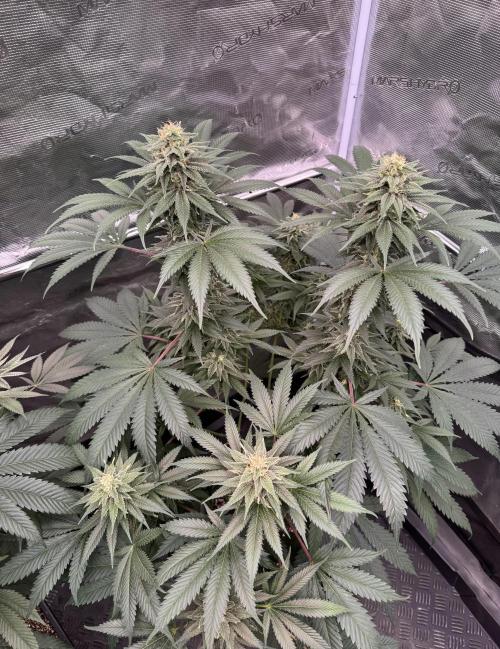 Old School 😶‍🌫️. Week 13