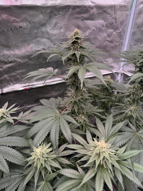 Old School 😶‍🌫️. Week 13