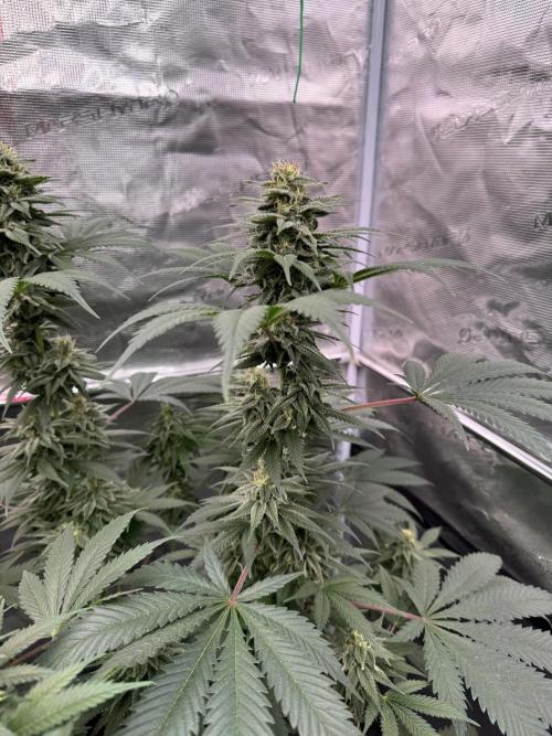 Old School 😶‍🌫️. Week 13