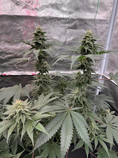 Old School 😶‍🌫️. Week 13