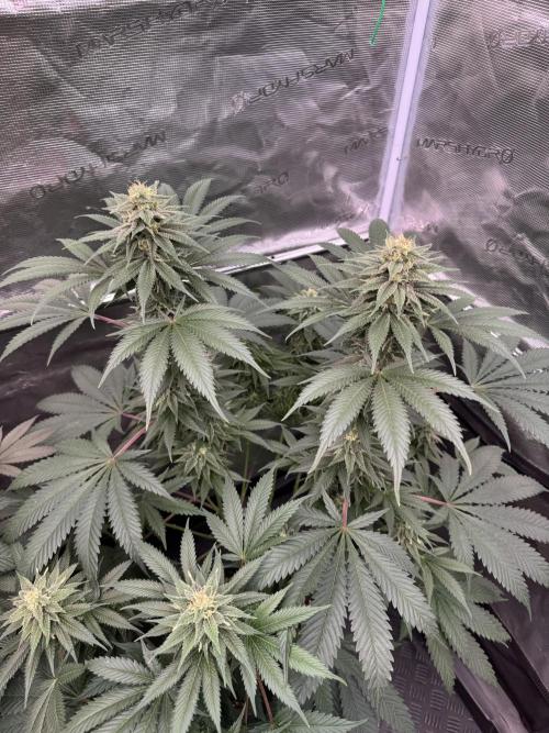 Old School 😶‍🌫️. Week 13