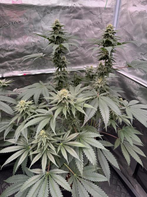 Old School 😶‍🌫️. Week 13