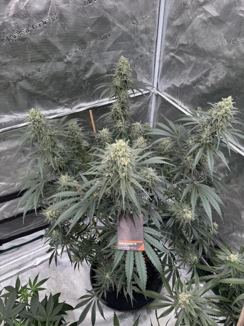 Sherbet Season 🌈. Week 13