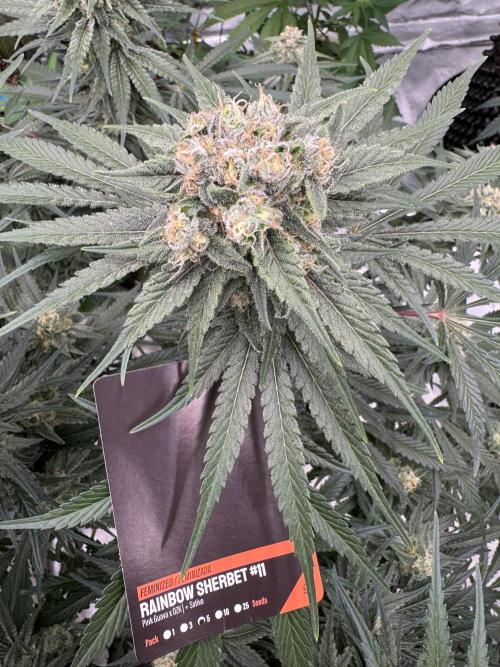 Sherbet Season 🌈. Week 13