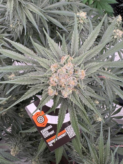 Sherbet Season 🌈. Week 13