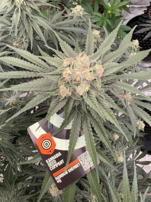 Sherbet Season 🌈. Week 13