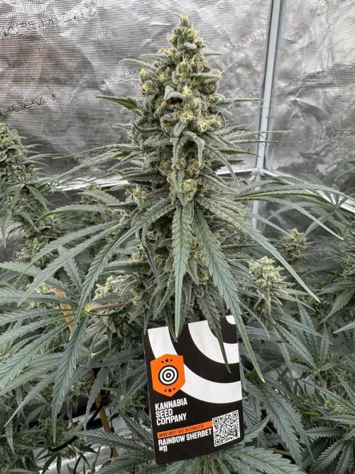 Sherbet Season 🌈. Week 13
