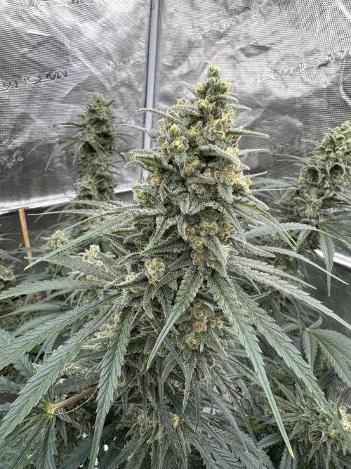 Sherbet Season 🌈. Week 13